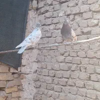 کفتر|پرنده|یزد, |دیوار