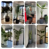 داروخانه گیاه پزشکی و دکوراسیون داخلی