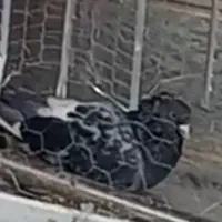 کبوتر گم شده|حیوانات|پاکدشت, پاکدشت (مامازند)|دیوار