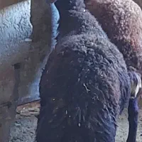 بره نر|حیوانات مزرعه|سنندج, |دیوار