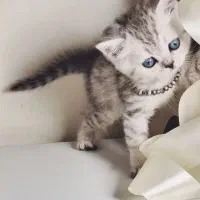 گربه های کیوت و با نمک