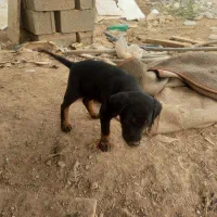 توله دوبرمن ماده|سگ|دزفول, |دیوار