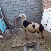 بره قوچ