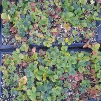 نشای توت فرنگی|گل و گیاه طبیعی|ارومیه, |دیوار