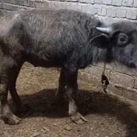 گاومیش بلاخ