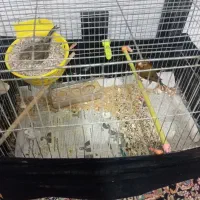 قناری با تخم