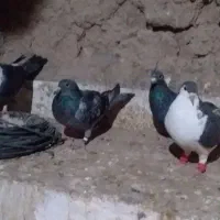 کبوتر کبوتران خوب و سالمی هستند|پرنده|سلامی, |دیوار