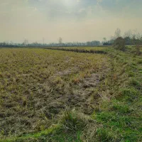 33000-متر-شالیزار-سنتی