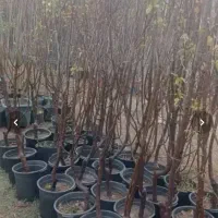 خدمات باغبانی تعویض خاک گلدون کاشتن گل باغبان