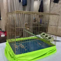 قناری مرغ عشق عروس هلندی|پرنده|تهران, افسریه شمالی|دیوار