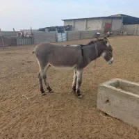 خرجوان چاق|حیوانات مزرعه|گنبد کاووس, |دیوار