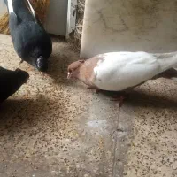 نرماده سینه، درشت به ضمانت،قناری