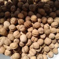 فروش گردو کردستان