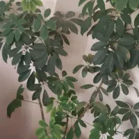 گل شفلرا|گل و گیاه طبیعی|سهند, |دیوار