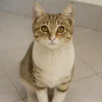 گربه پنج ماهه