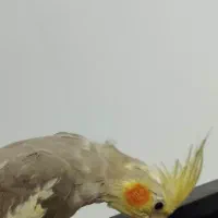 عروس هلندی|پرنده|کهریزک, |دیوار