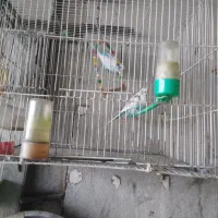 4تا مرغ عشق|پرنده|شیروان (خراسان), |دیوار