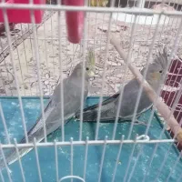 عروس هلندی|پرنده|شیراز, شیخ علی چوپان|دیوار