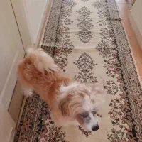 واگذاری سگ|سگ|فردیس, فردیس|دیوار