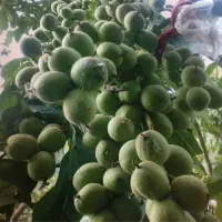 نهالستان پالیز تولید کننده نهال های دیرگل|خدمات باغبانی و درختکاری|اردستان, |دیوار