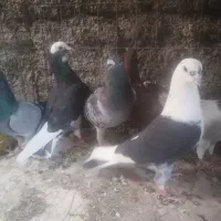 کفتر یا کبوتر|پرنده|یزد, |دیوار