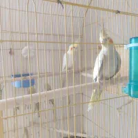 عروس هلندی مولد