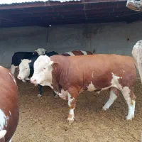 گاو نر پروار