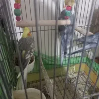 جفت مولد کارداده|پرنده|تهران, شهرک غرب|دیوار