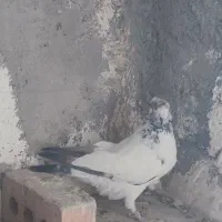 کبوتر های سرحال|پرنده|نقده, |دیوار