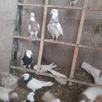 طوقی یه جایی|پرنده|قم, یزدان‌شهر|دیوار