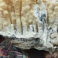 سنگ|ماهی|حبیب آباد, |دیوار