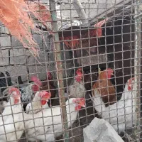 مرغ و خروس|حیوانات مزرعه|باخزر, |دیوار