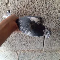 کبوتر