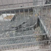 پرنده زینتی|پرنده|عجب شیر, |دیوار