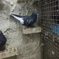 کبوتر|پرنده|مسجد سلیمان, |دیوار