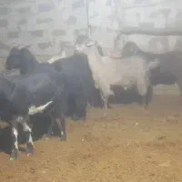 فروش چپش ماده وبز وپازن