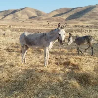 فروش الاغ با کره