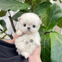 پودل مالتیز اپارتمانی عروسکی مینی