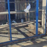 کبوتر پرشی|پرنده|نقده, |دیوار