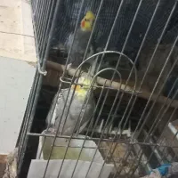 فروش|پرنده|جهرم, |دیوار