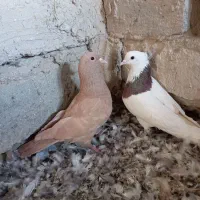 09025449682|سیم‌کارت|زهک, |دیوار