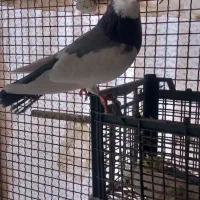 کبوتر ابلاغ|پرنده|کرمانشاه, |دیوار