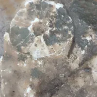 فسیل|کلکسیون و سرگرمی|لالجین, |دیوار