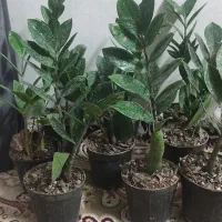 مانتو زمستانه و.