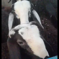 انواع بره نر و ماده