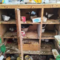 دست ساز جفتگاه