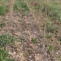 صنوبر یک ساله