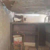طوقی پالخت|پرنده|قم, تعویض پلاک|دیوار
