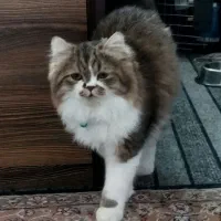 گربه پرشین لوس