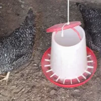 مرغ برا فروش|حیوانات مزرعه|اسکو, |دیوار